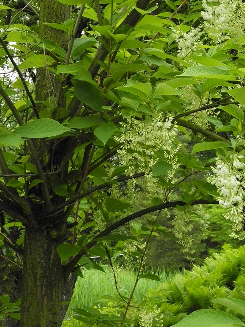 Изображение особи Pterostyrax hispidus.