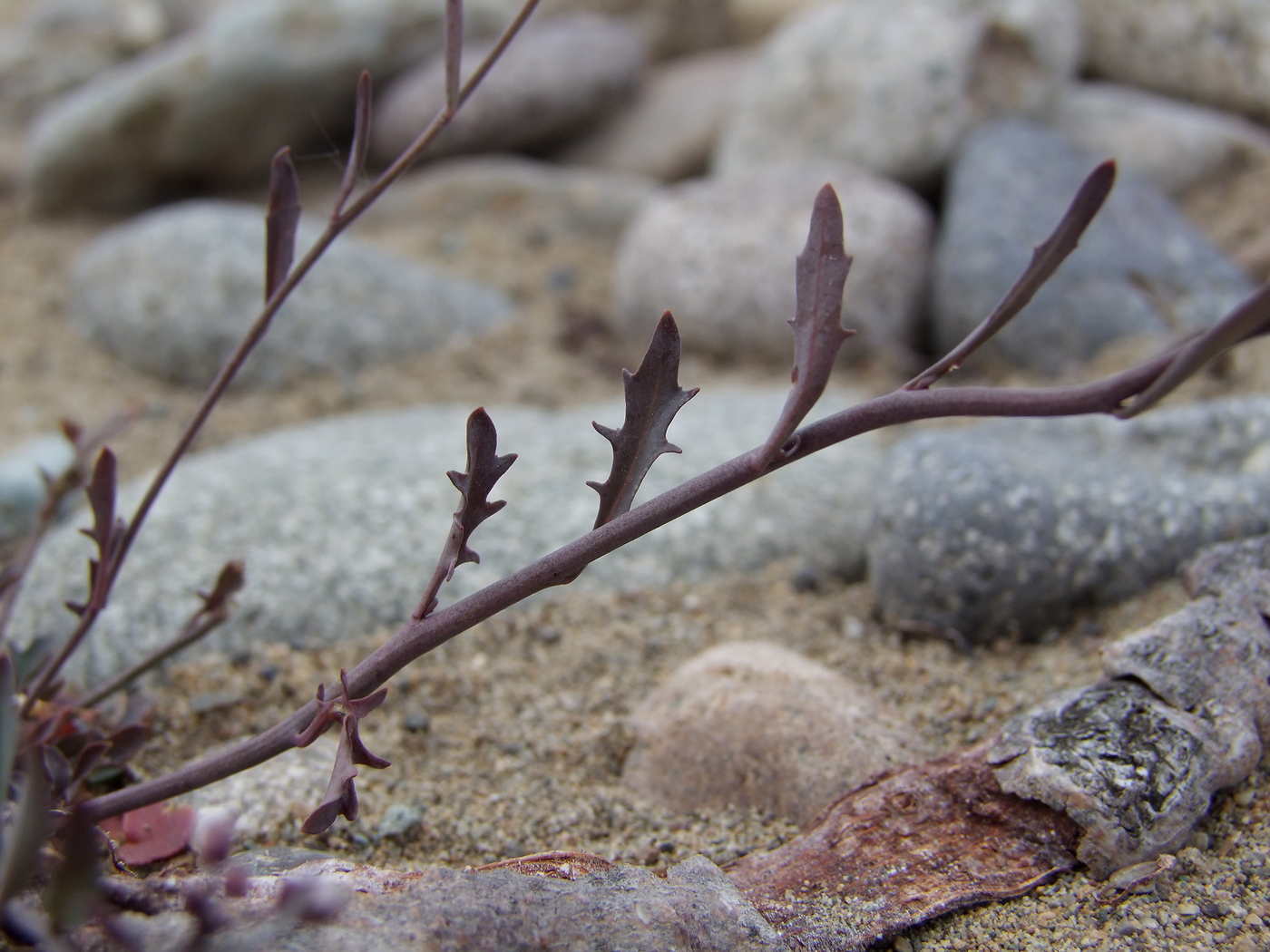 Изображение особи Arabidopsis lyrata.