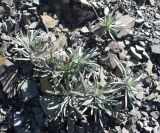 Onosma polyphylla