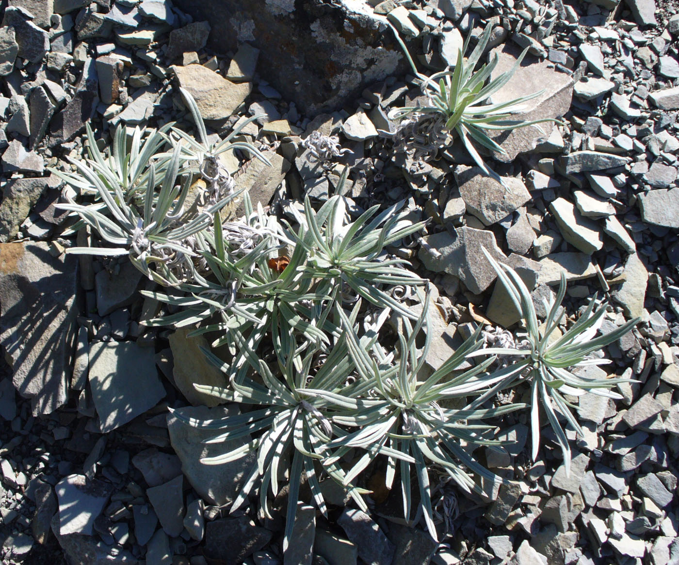 Изображение особи Onosma polyphylla.