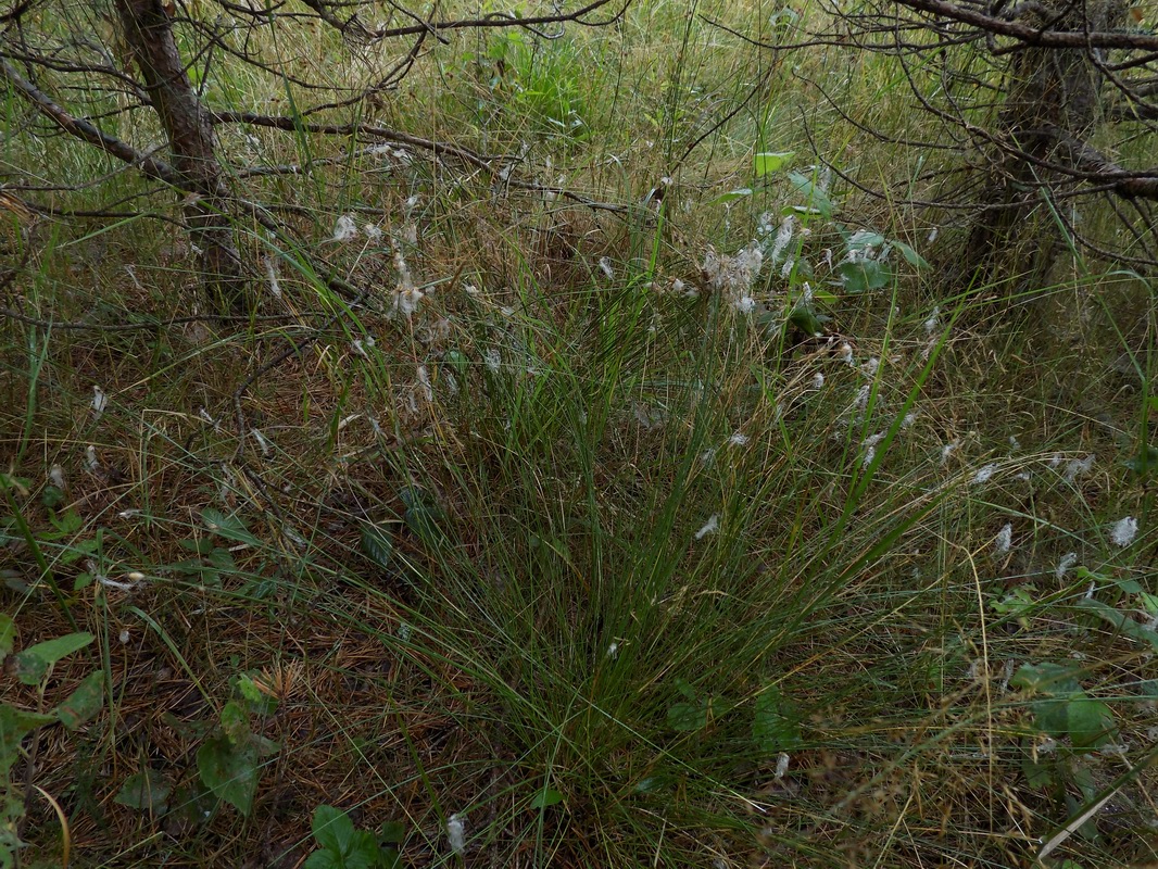 Изображение особи Trichophorum alpinum.