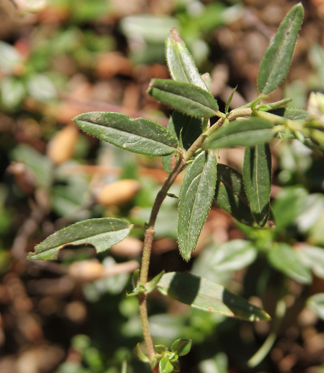 Image of genus Helianthemum specimen.