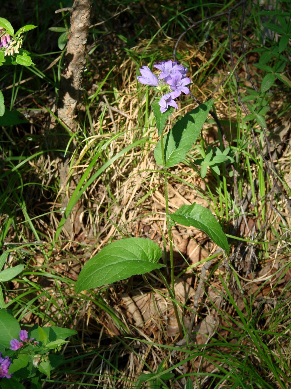 Image of Campanula glomerata specimen.