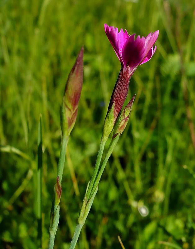 Image of Dianthus deltoides specimen.