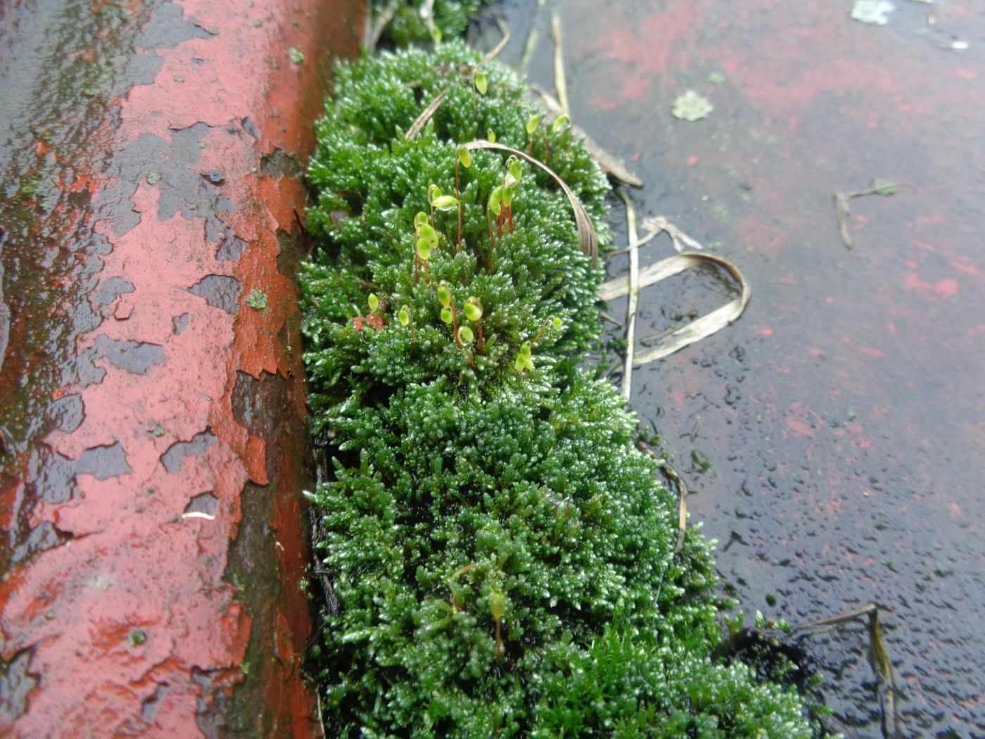 Image of Bryum argenteum specimen.