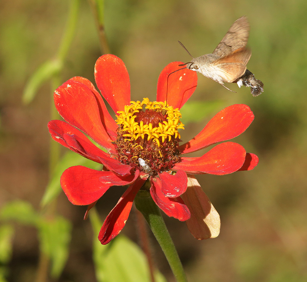 Изображение особи Zinnia elegans.