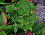 Rubus matsumuranus
