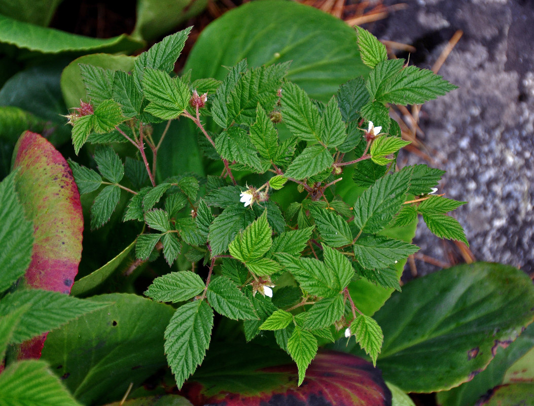 Изображение особи Rubus matsumuranus.