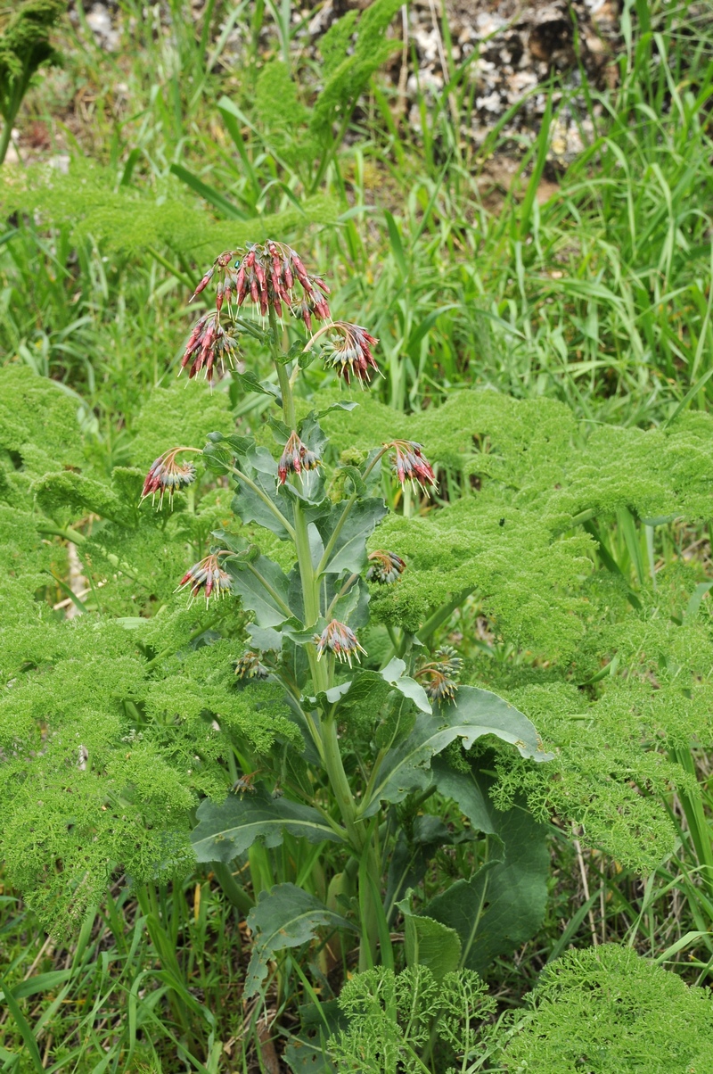 Изображение особи Trachelanthus korolkowii.