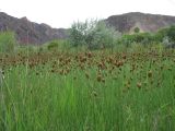 Typha minima. Аспект плодоносящих растений. Казахстан, Сев. Тянь-Шань, пойма р. Чарын на входе в хр. Торайгыр, урочище Куртогай. 23 мая 2016 г.