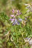 Astragalus subpolaris