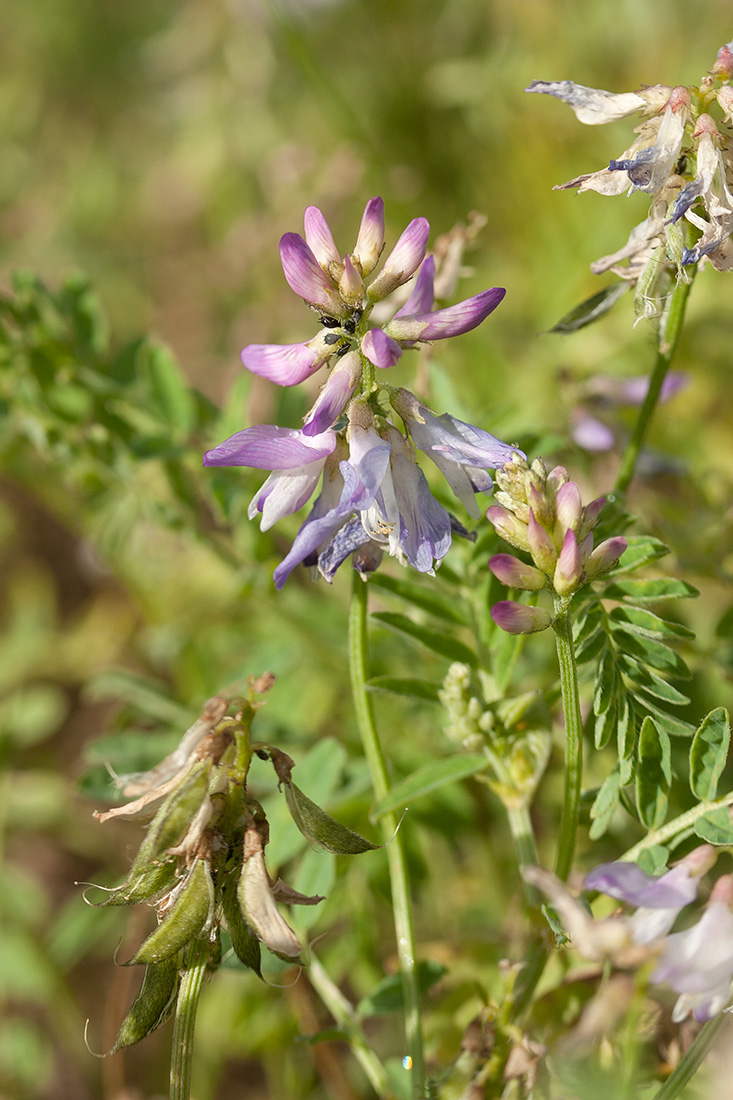 Image of Astragalus subpolaris specimen.