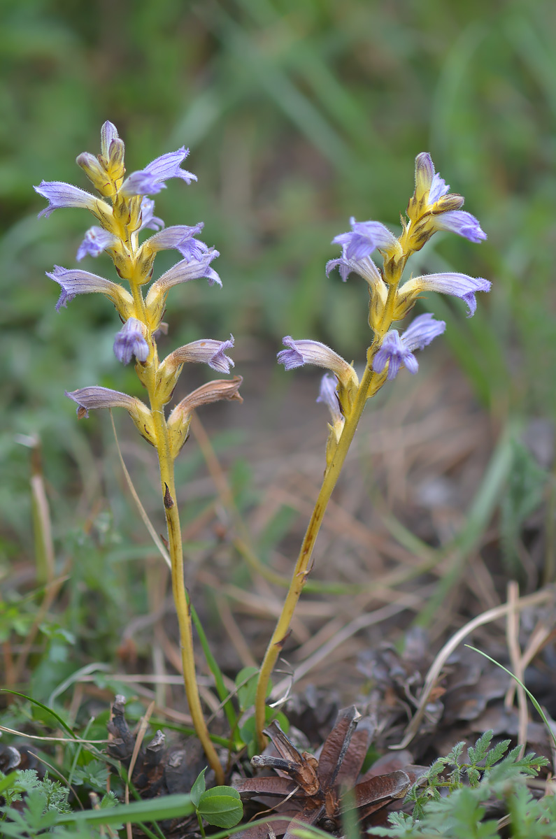 Изображение особи Phelipanche purpurea.