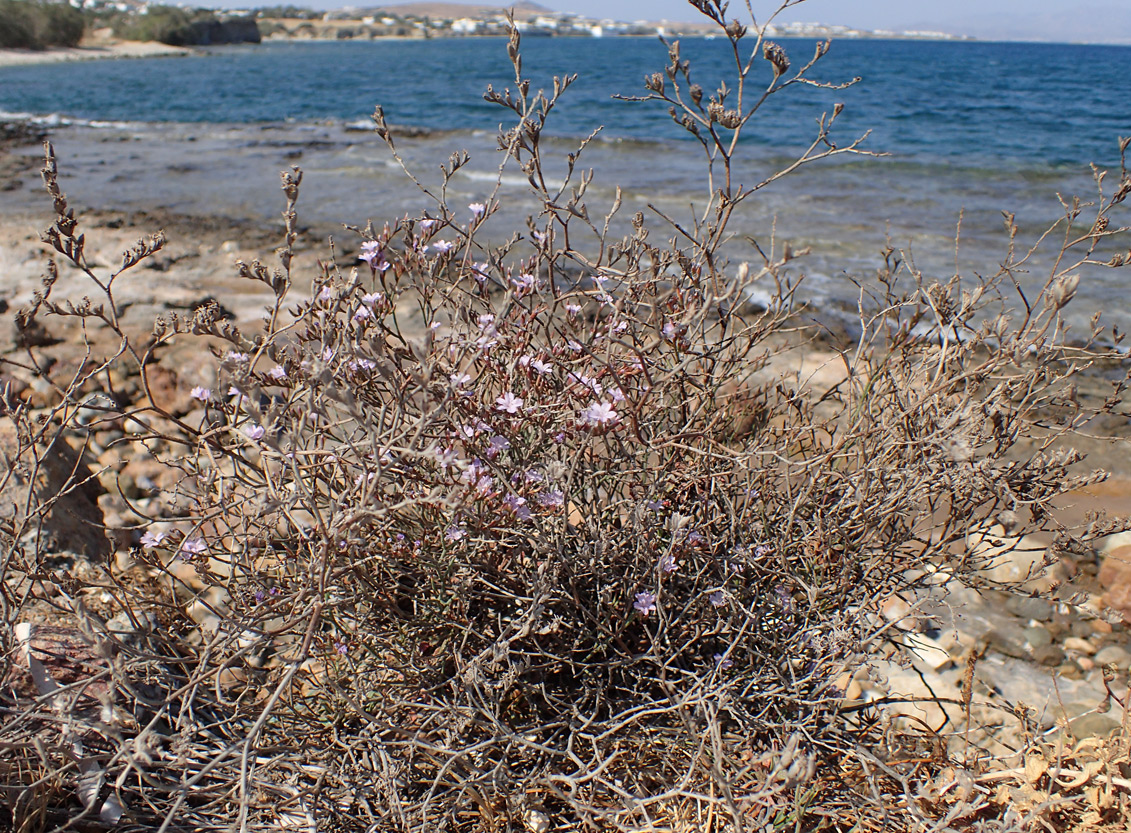 Изображение особи Limonium virgatum.