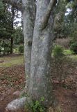 Pinus bungeana. Нижняя часть ствола взрослого дерева. Крым, окр. Ялты, Массандровский парк, в культуре. 2 марта 2019 г.