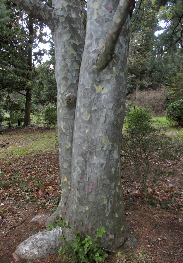 Image of Pinus bungeana specimen.