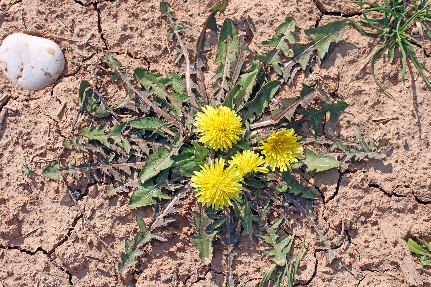 Image of Taraxacum monochlamydeum specimen.