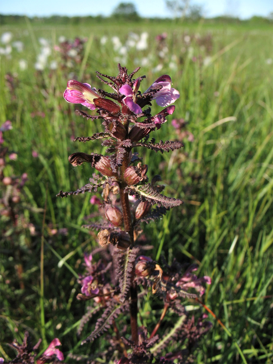 Изображение особи Pedicularis palustris.