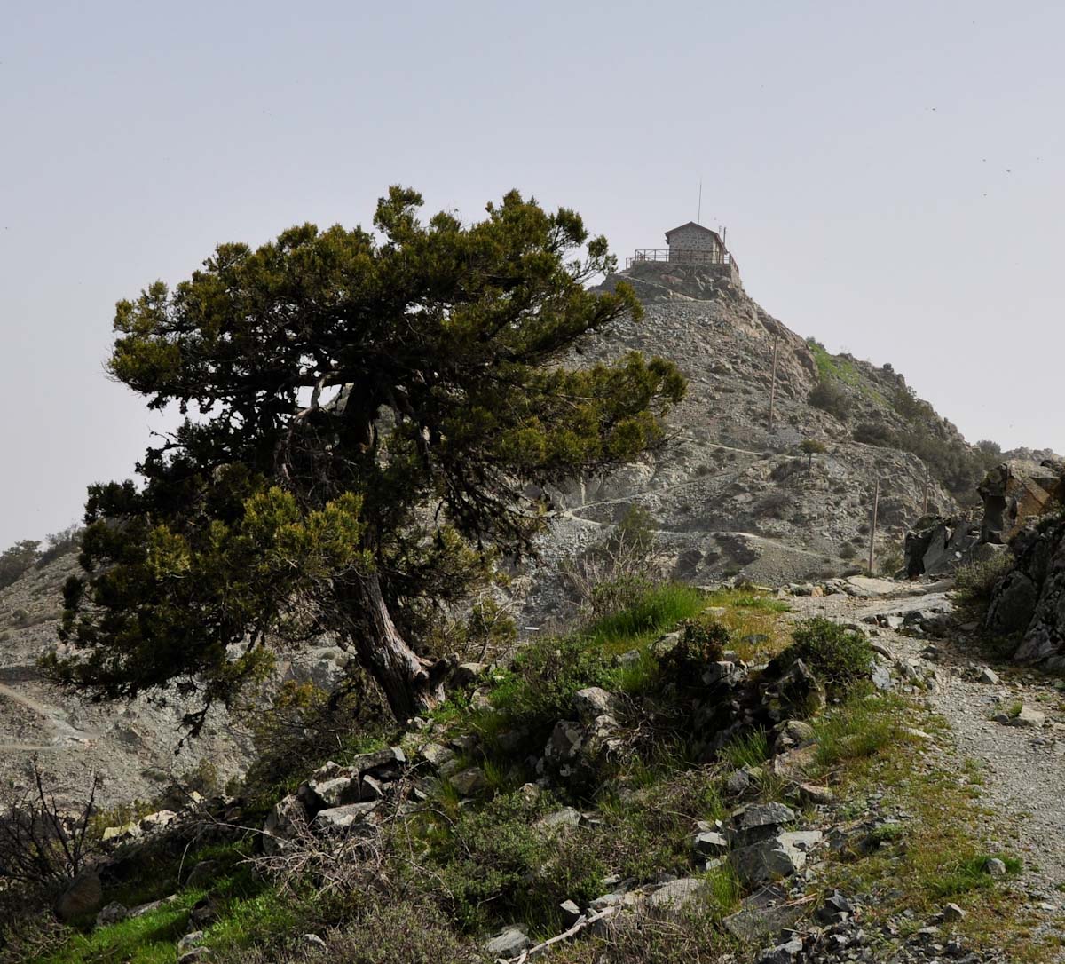 Image of Juniperus excelsa specimen.