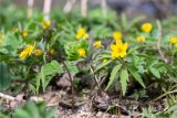 Anemone ranunculoides