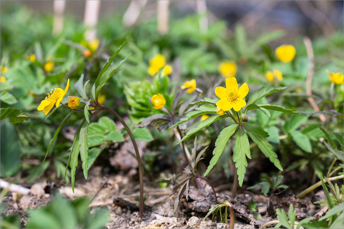 Изображение особи Anemone ranunculoides.