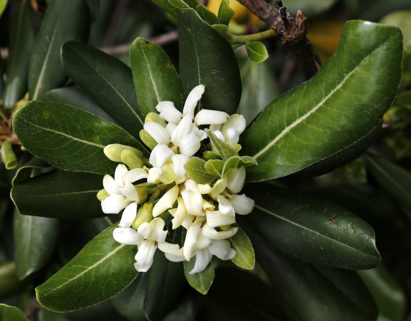 Image of Pittosporum tobira specimen.