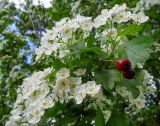 Crataegus leiomonogyna