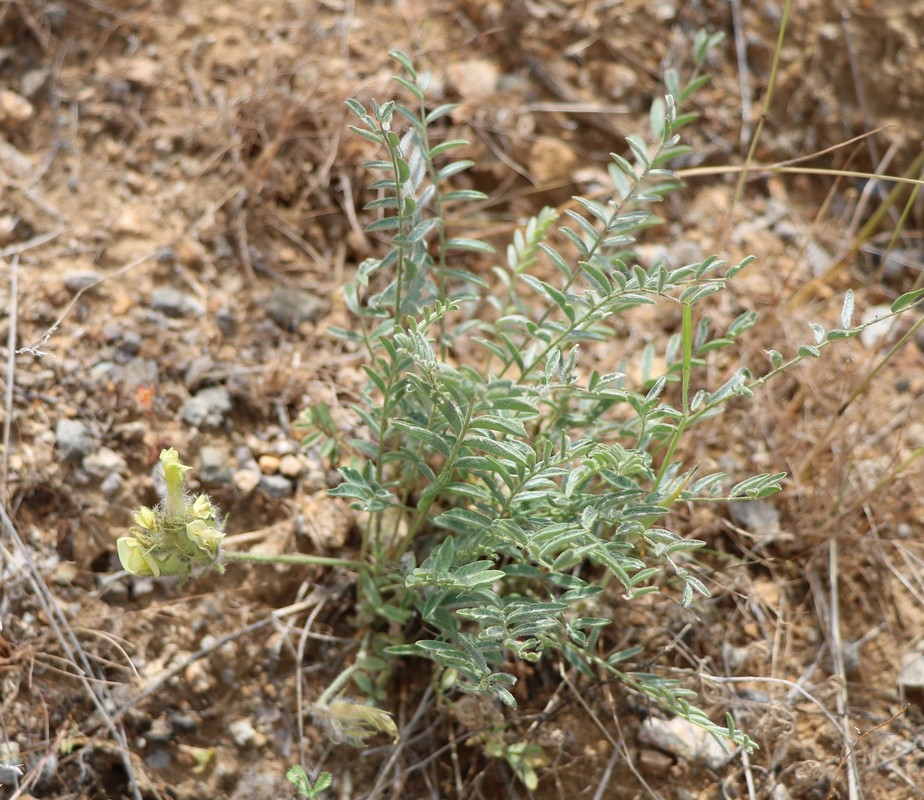 Image of Astragalus mollis specimen.