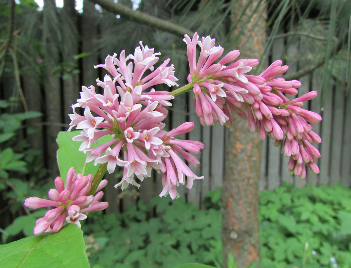 Image of Syringa reflexa specimen.