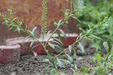 Lepidium densiflorum