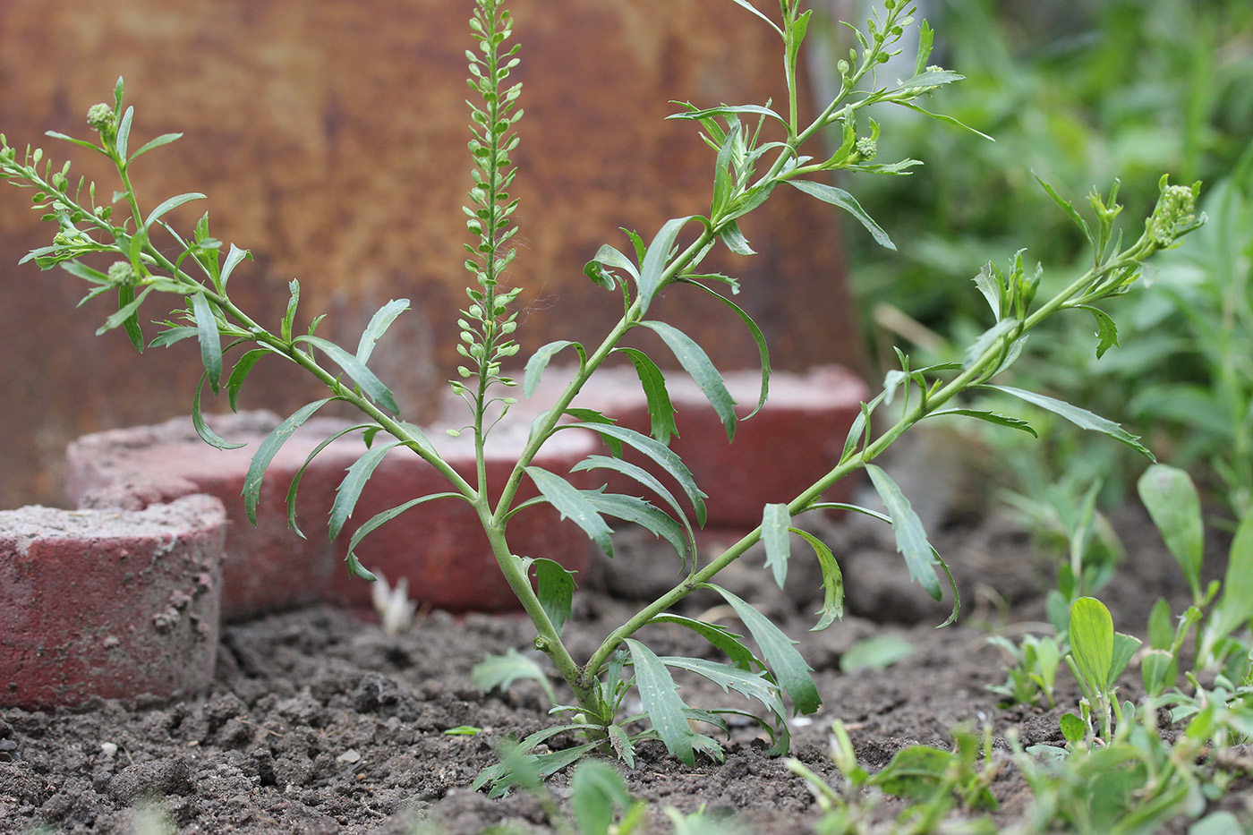 Изображение особи Lepidium densiflorum.