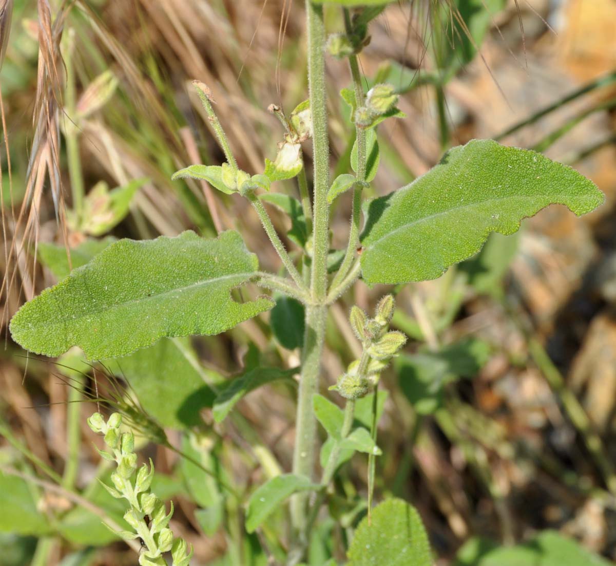 Изображение особи Salvia willeana.