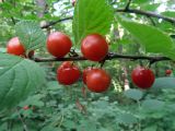 Cerasus tomentosa. Часть ветви с плодами. Ульяновск, Заволжский р-н, парк им. 40-летия ВЛКСМ. 26.06.2019.