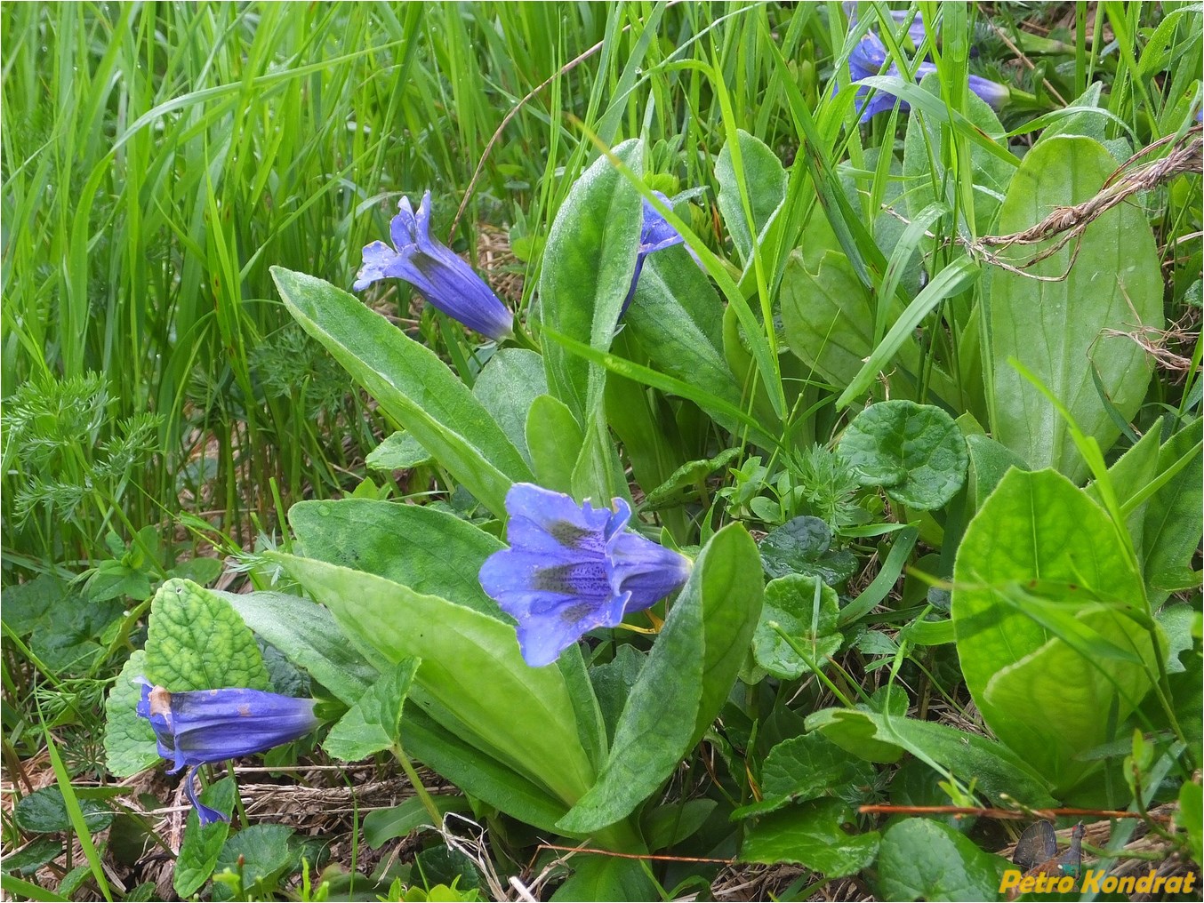 Image of Gentiana acaulis specimen.