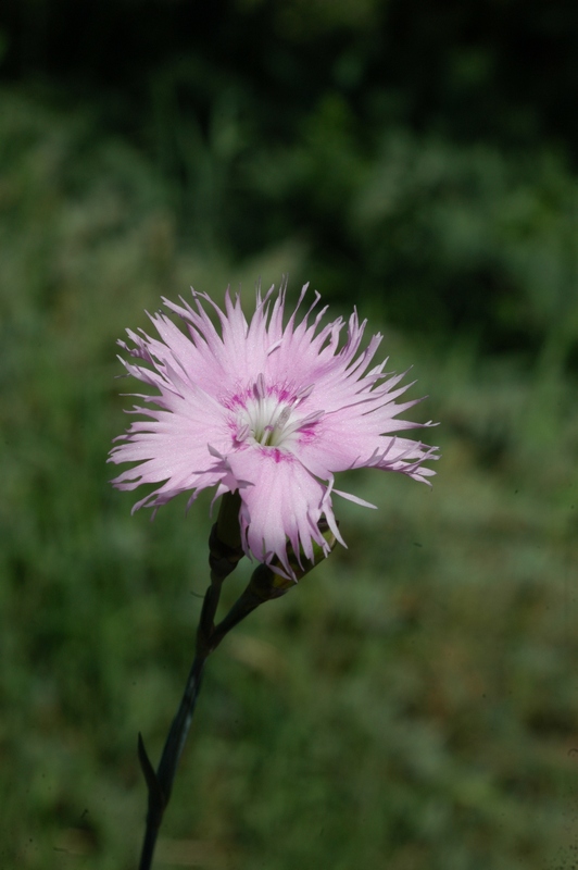 Image of Dianthus plumarius specimen.