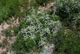 Atriplex semilunaris. Цветущее растение; вокруг - Desmanthus pernambucanus. Испания, автономное сообщество Канарские о-ва, о-в Фуэртевентура, провинция Las Palmas, муниципалитет Pajara, п-ов Jandia, пос. Jandia, заповедник Saladar de Jandia, рудерально сообщество на западной границе заповедника. 26.05.2019.