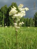 Filipendula vulgaris. Верхушка цветущего растения. Казахстан, Южный Алтай, подножье хр. Сарымсакты, разнотравный луг на правобережной стороне р. Буркит в окр. с. Топкайын. 23 июня 2019 г.