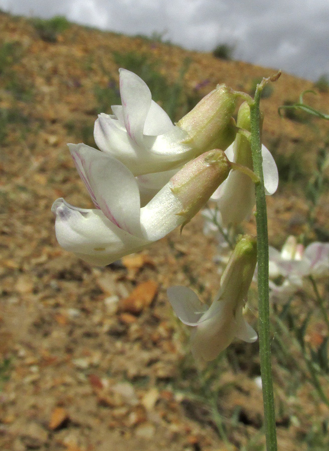 Image of Vicia costata specimen.