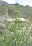род Galium