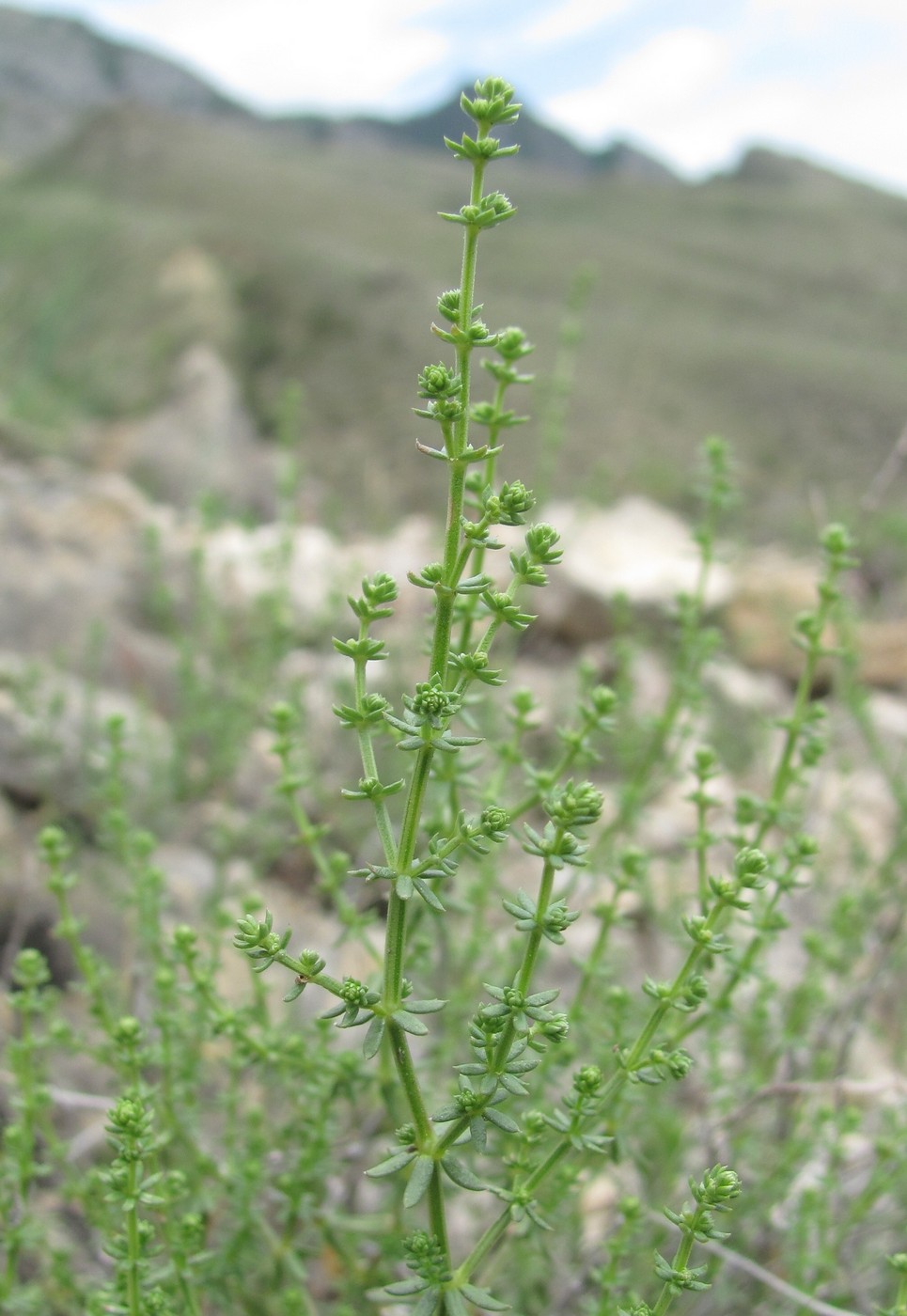 Изображение особи род Galium.