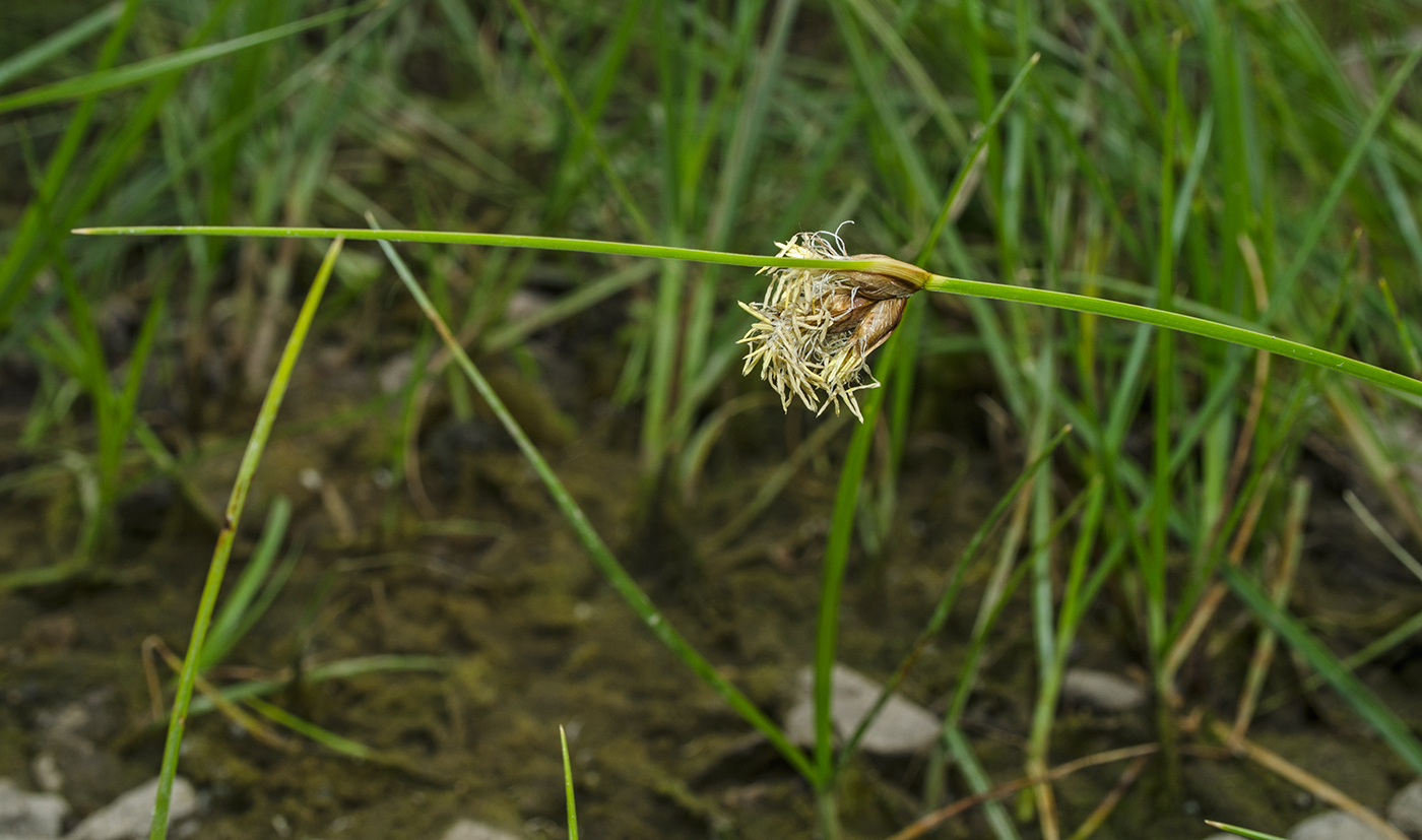 Image of genus Bolboschoenus specimen.