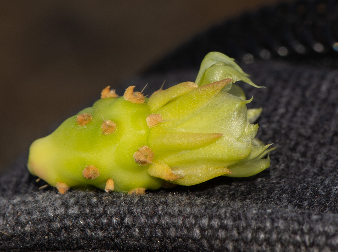 Изображение особи Cylindropuntia leptocaulis.