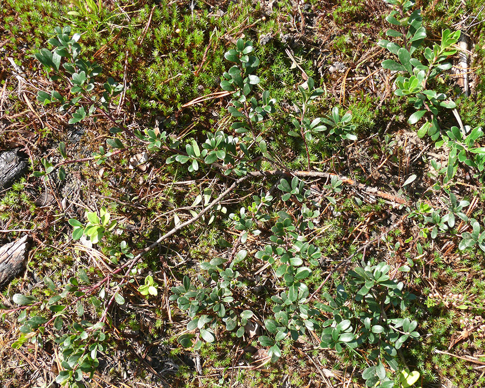 Image of Arctostaphylos uva-ursi specimen.