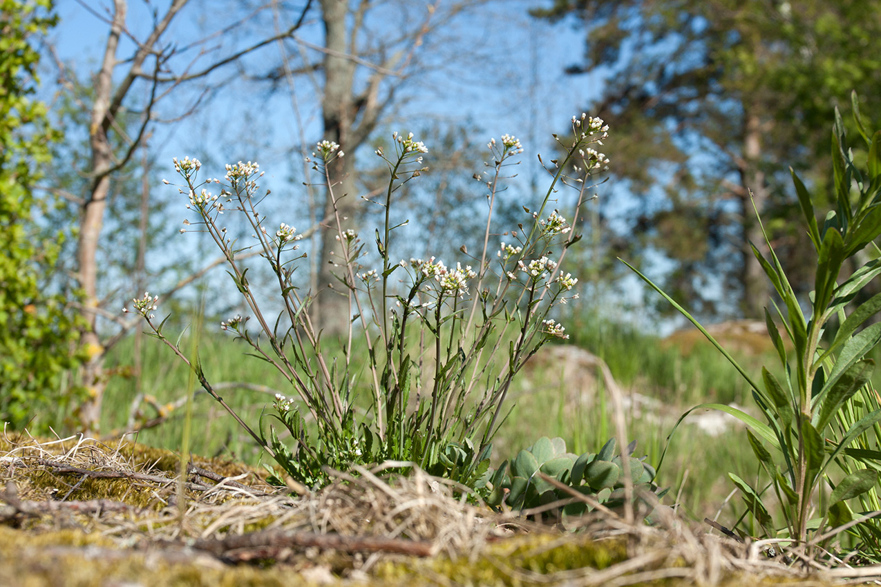 Изображение особи Capsella bursa-pastoris.