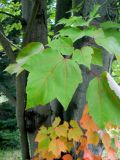 Acer rubrum
