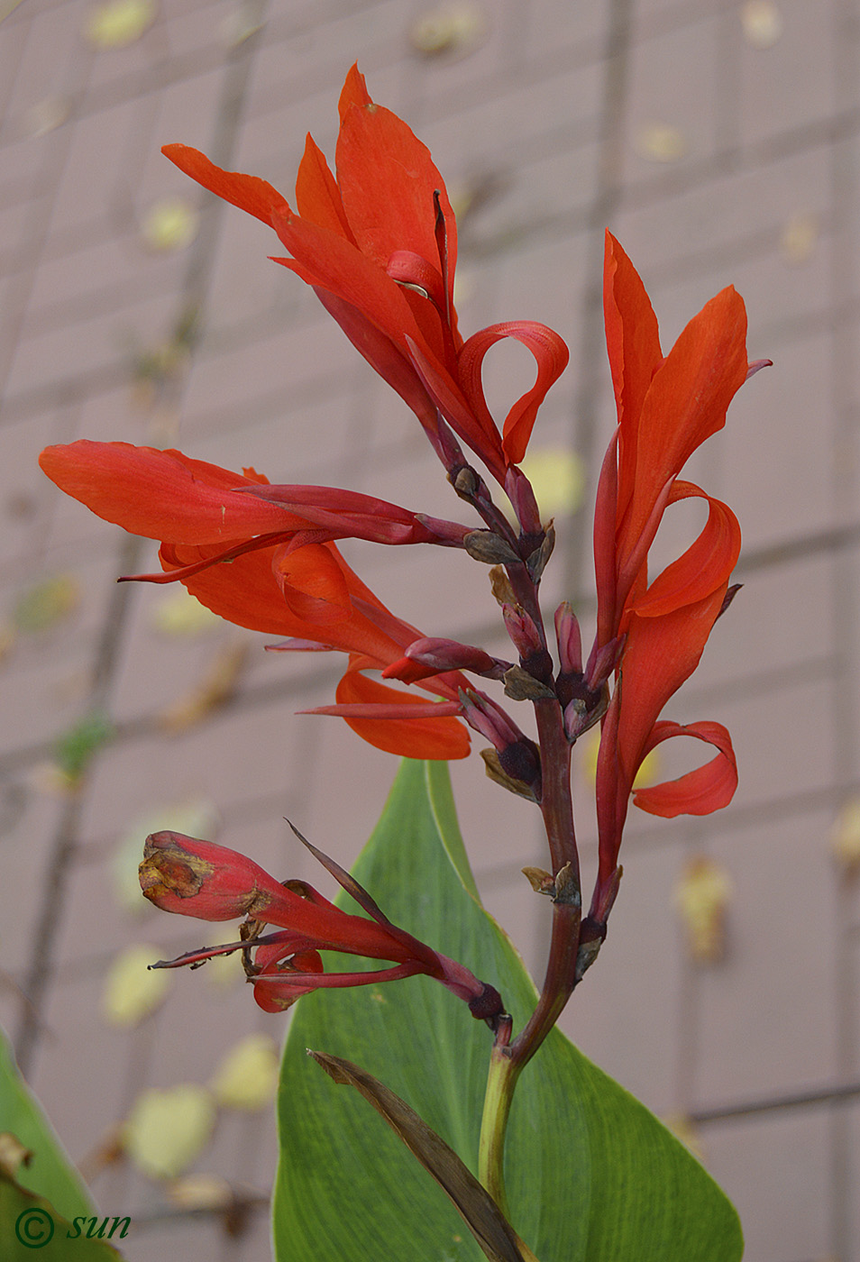 Image of Canna indica specimen.