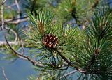 genus Pinus. Верхушка ветви с раскрывшейся шишкой. Сербия, национальный парк Тара, плоскогорье Равна Тара, скалистый склон. 08.07.2019.