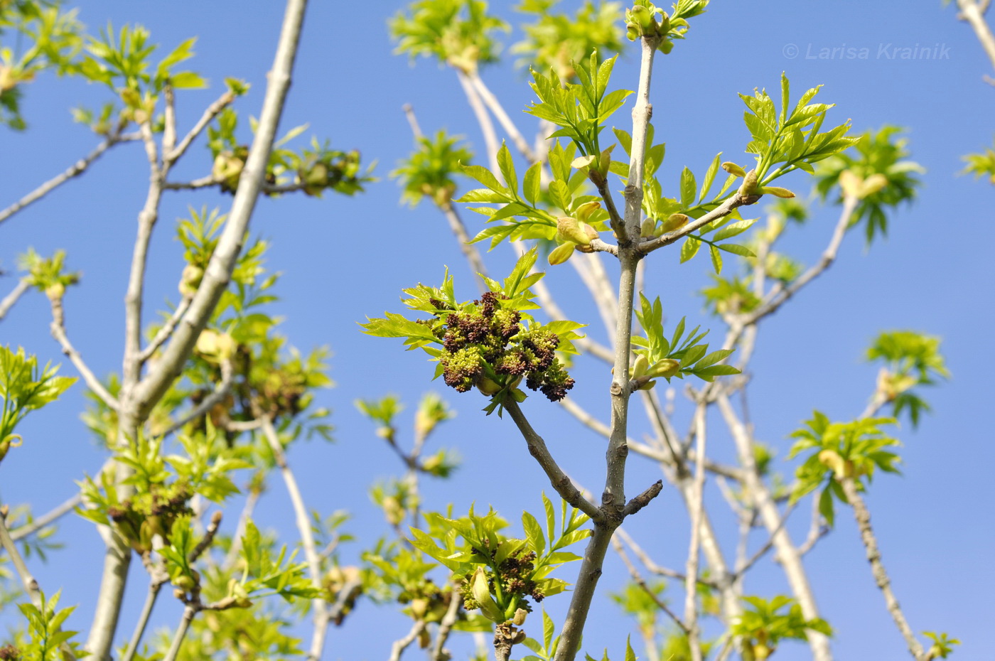 Изображение особи род Fraxinus.