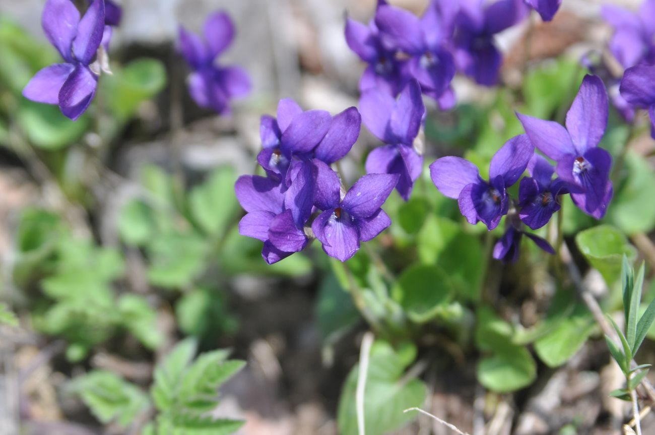 Изображение особи род Viola.