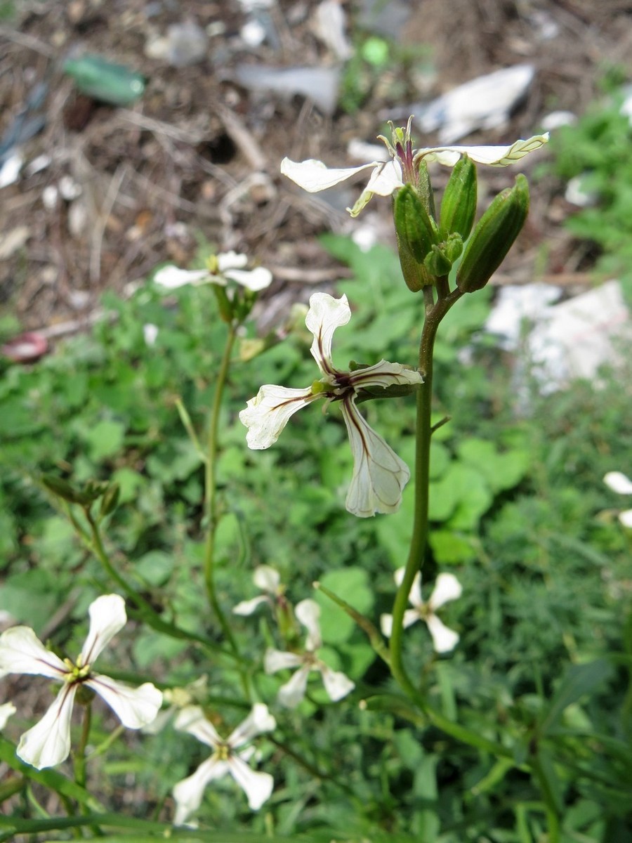 Image of Eruca sativa specimen.